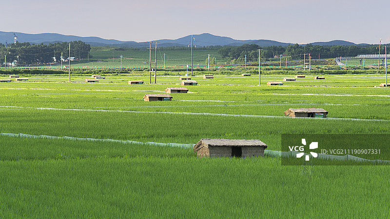 黑龙江水稻田中的鸭舍图片素材