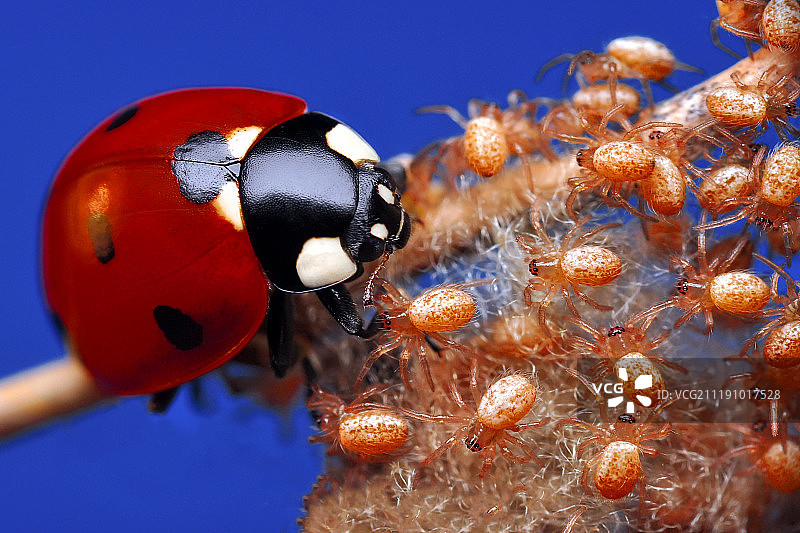 Mustafa Öztürk / 500px图片素材