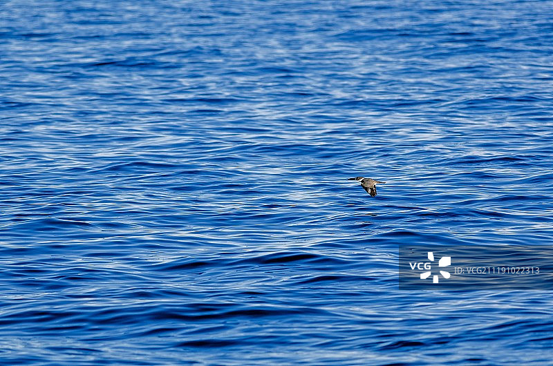 腰带翠鸟图片素材