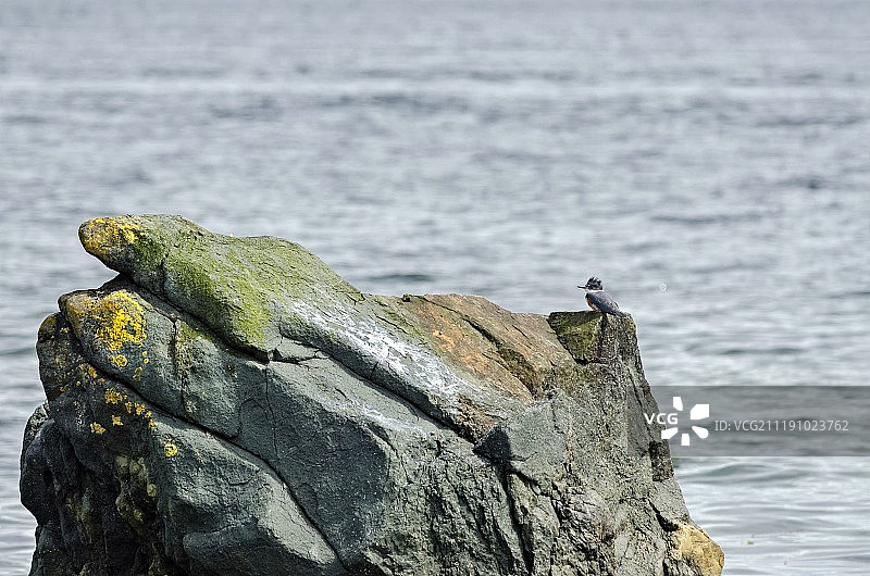 腰带翠鸟图片素材