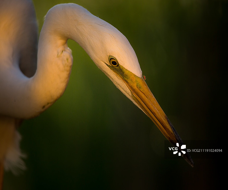 大猎人和小猎人图片素材