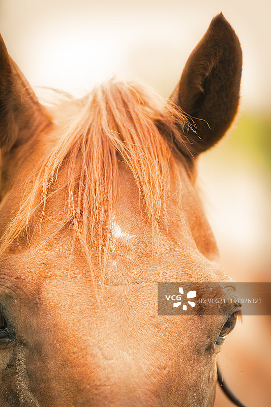 赛马肖像图片素材