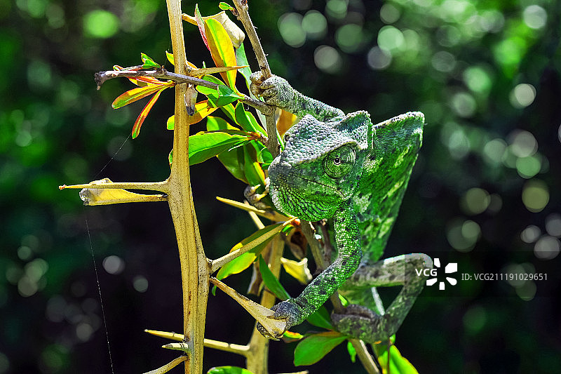 有攻击性的图片素材