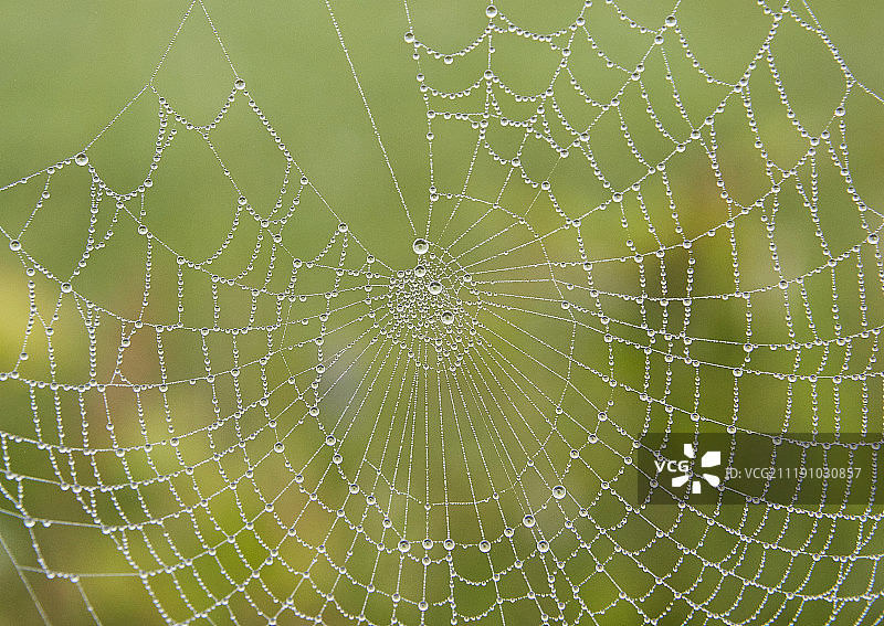 蜘蛛网图片素材