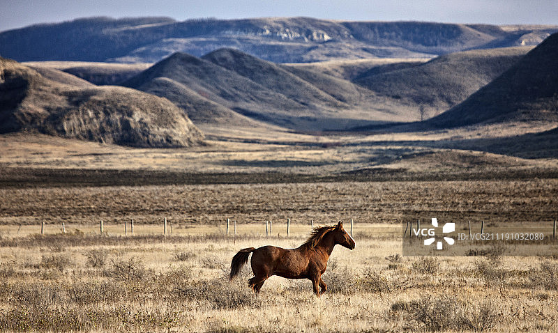 萨斯喀彻温省的牧场图片素材