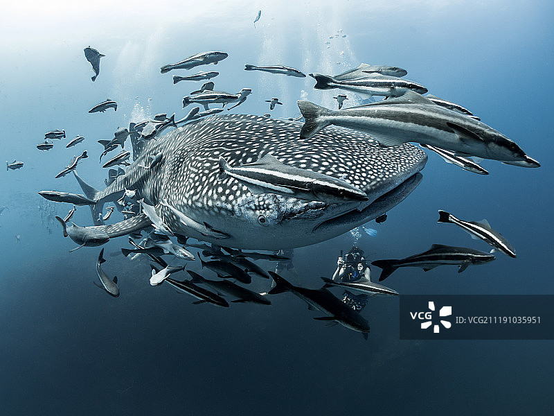 疤面煞星图片素材