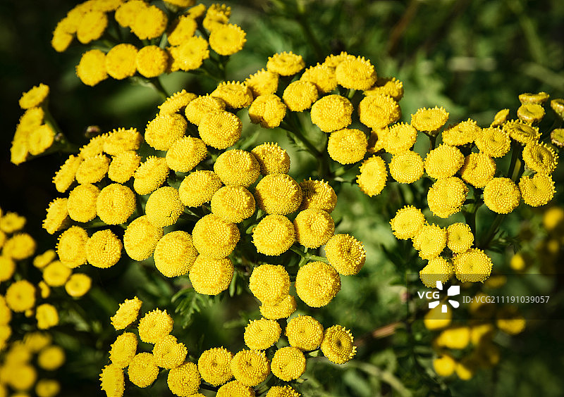 普通艾菊鲜花细节图片素材