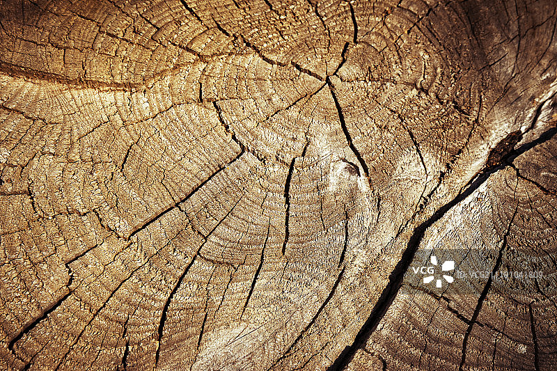 木桩砍伐细节图片素材