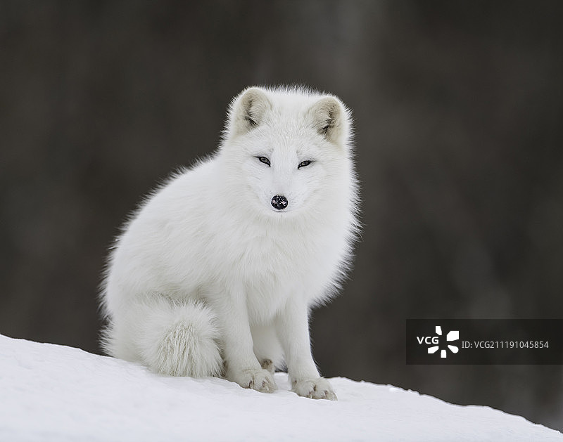 北极狐图片素材