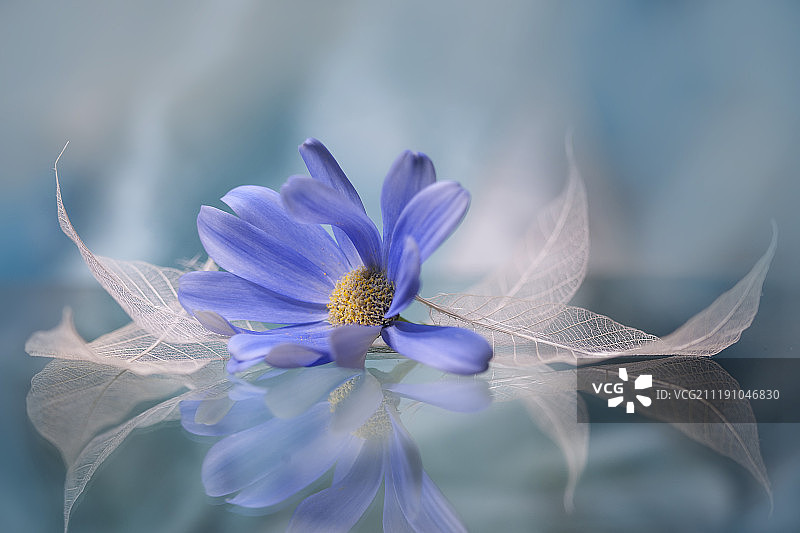 坠入蓝色的梦乡图片素材