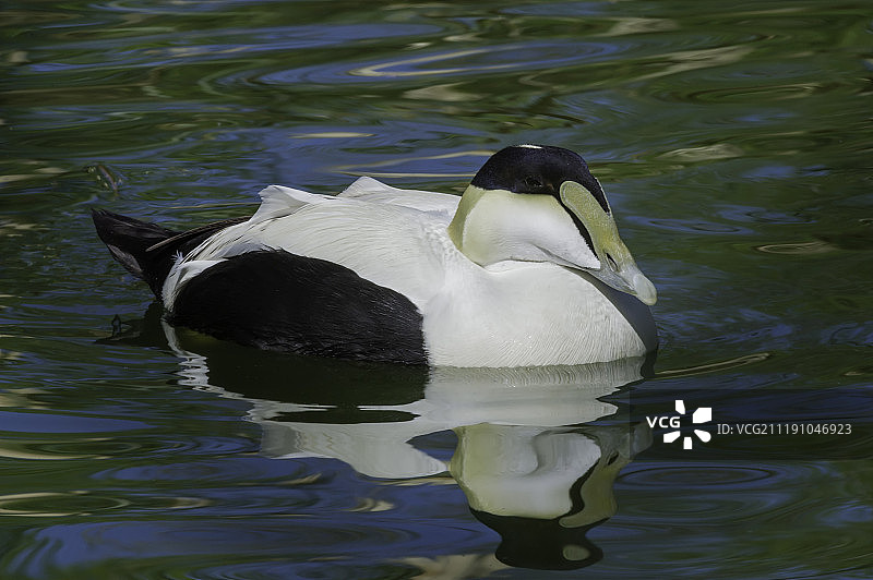 是只绒鸭图片素材