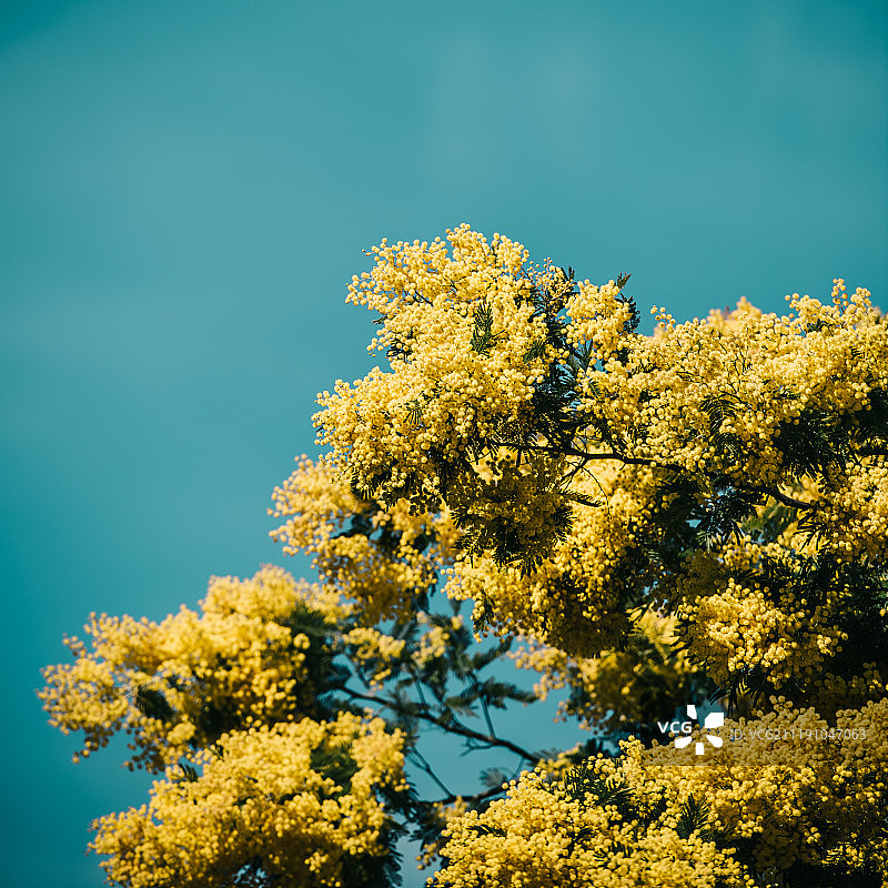 春天含羞树的黄色花朵图片素材