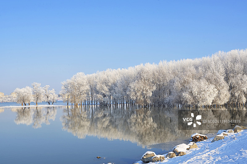多瑙河上覆盖着霜的冬季树木图片素材