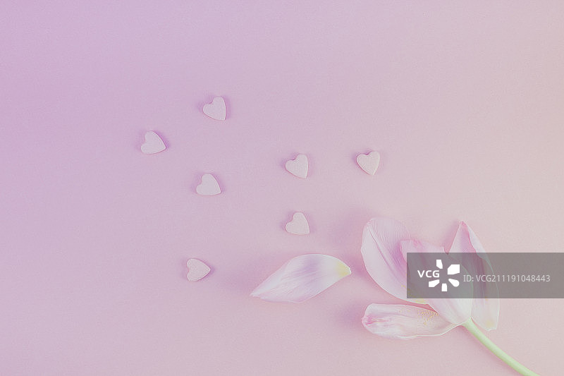 洒有心形糖果的粉色郁金香平铺图片素材