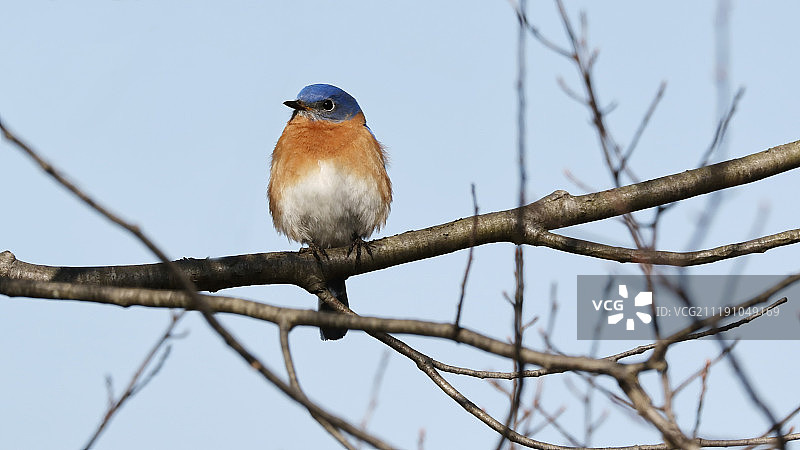 蓝知更鸟图片素材