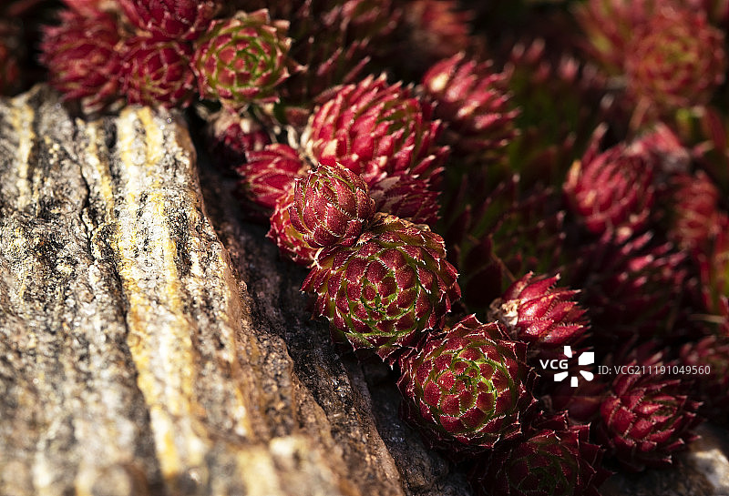 岩蔷薇群细节图片素材