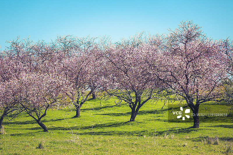 春天盛开的粉色桃花树图片素材