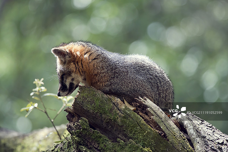 树上的灰狐狸图片素材