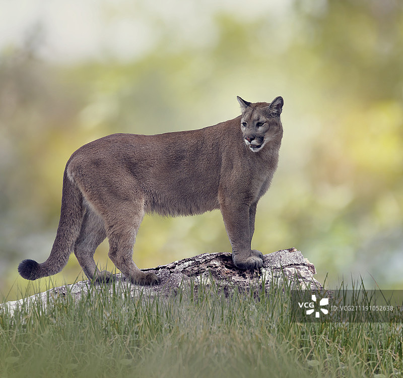 佛罗里达美洲狮图片素材
