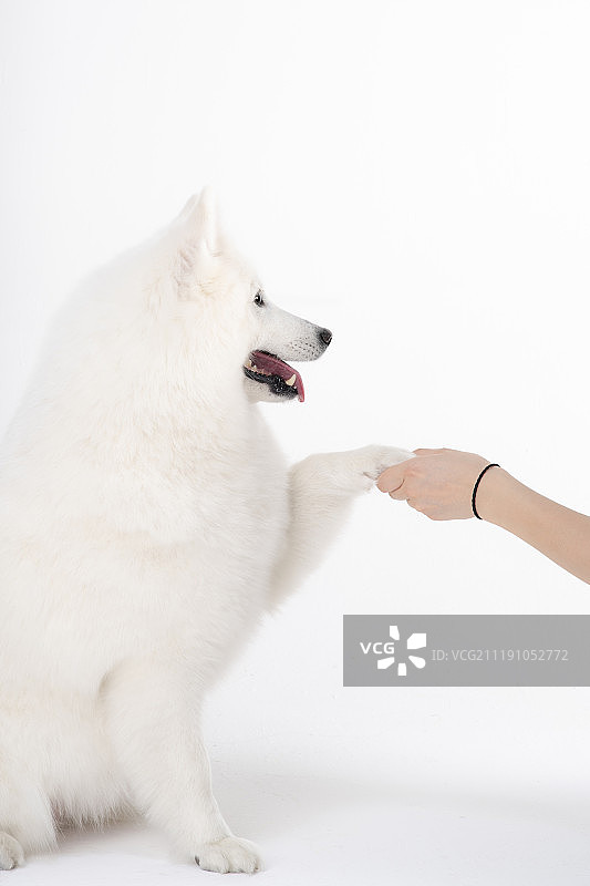 狗照片图片素材