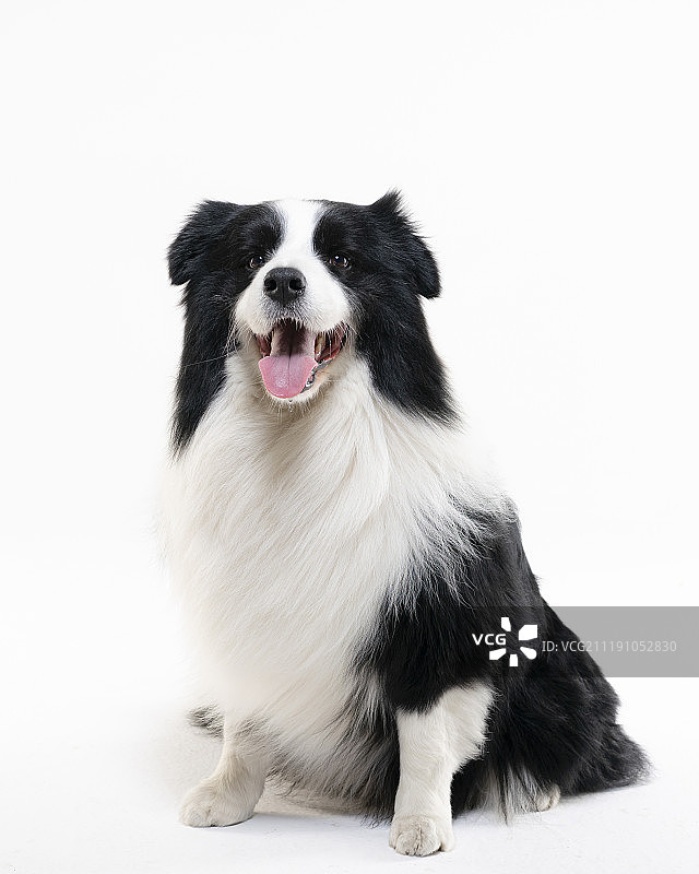 边境牧羊犬图片素材