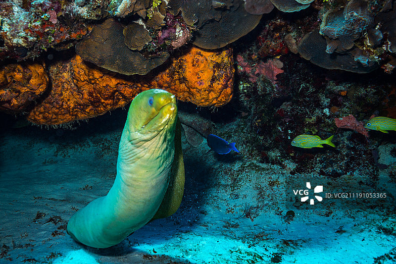 海鳗袭击图片素材