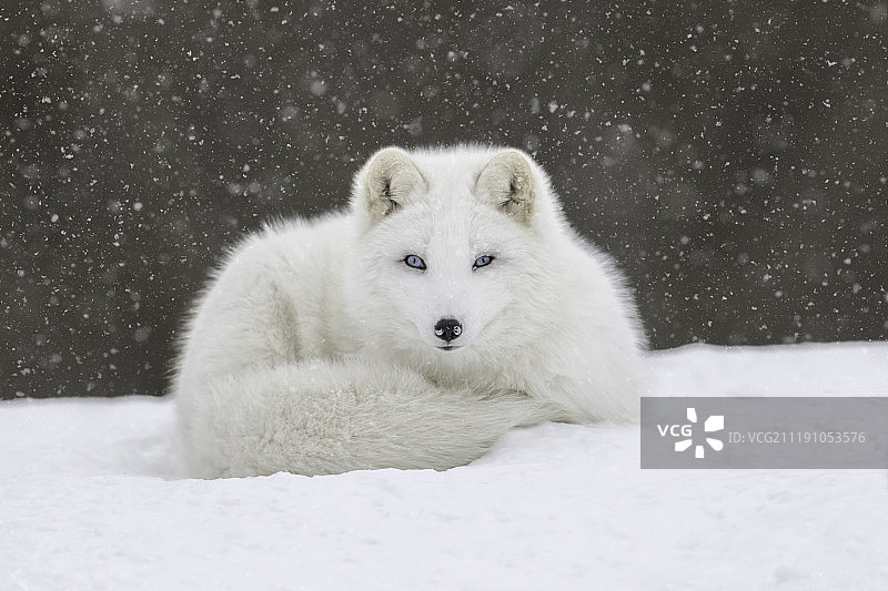 雪地上的北极狐图片素材
