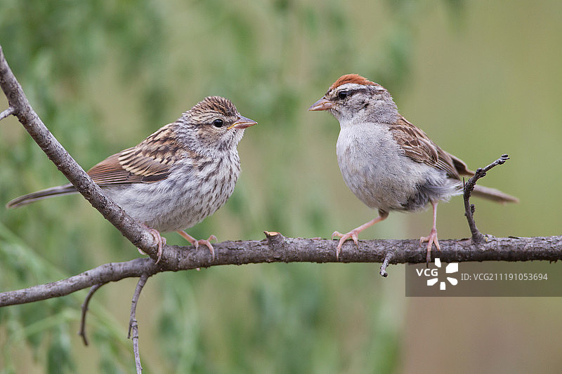 叽喳鹀图片素材