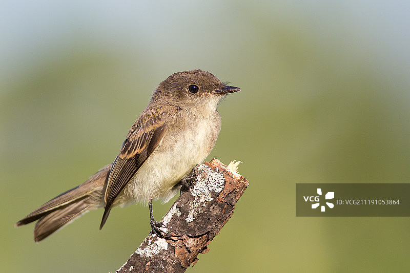 菲比东部图片素材