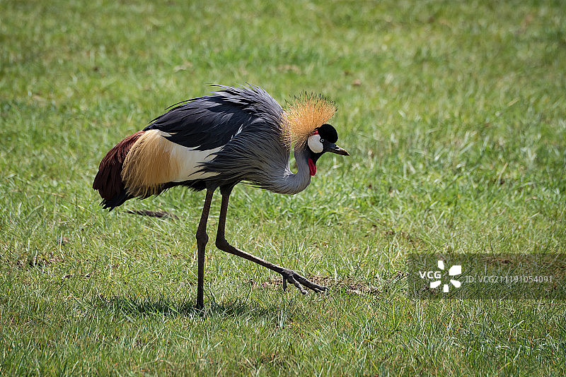 草地上抬脚的灰冕鹤图片素材
