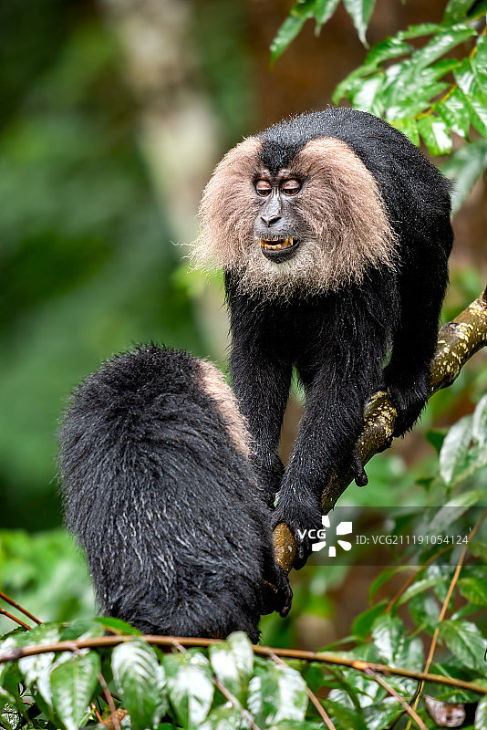 威慑：狮尾猕猴图片素材