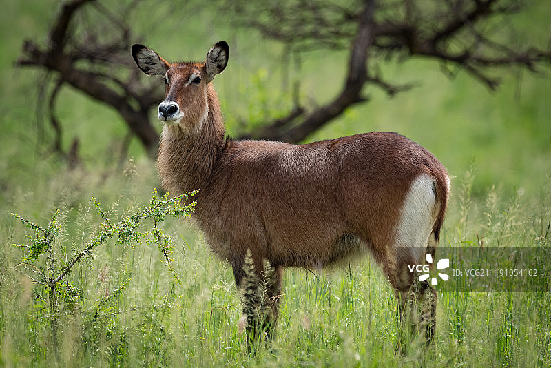 站在草原上看着镜头的羚羊图片素材