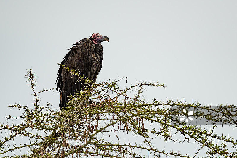 在金合欢树枝上栖息的皱脸秃鹫图片素材