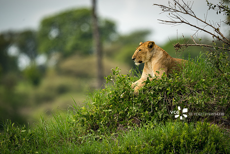 母狮躺在小山上图片素材