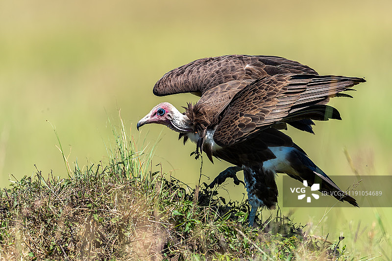 戴头巾的秃鹫图片素材
