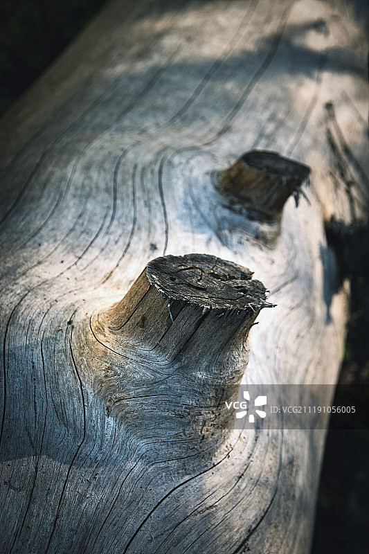 无树皮的老树干细节图片素材
