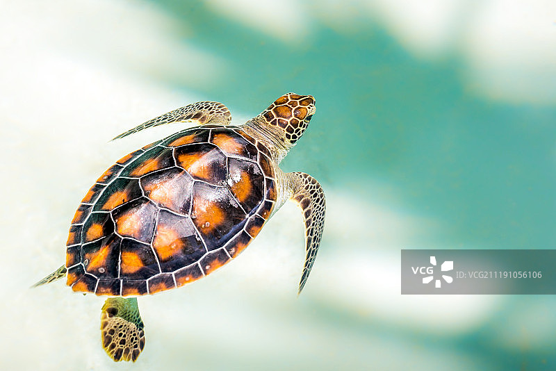 可爱乌龟特写图片素材