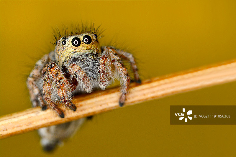 喔喔喔图片素材