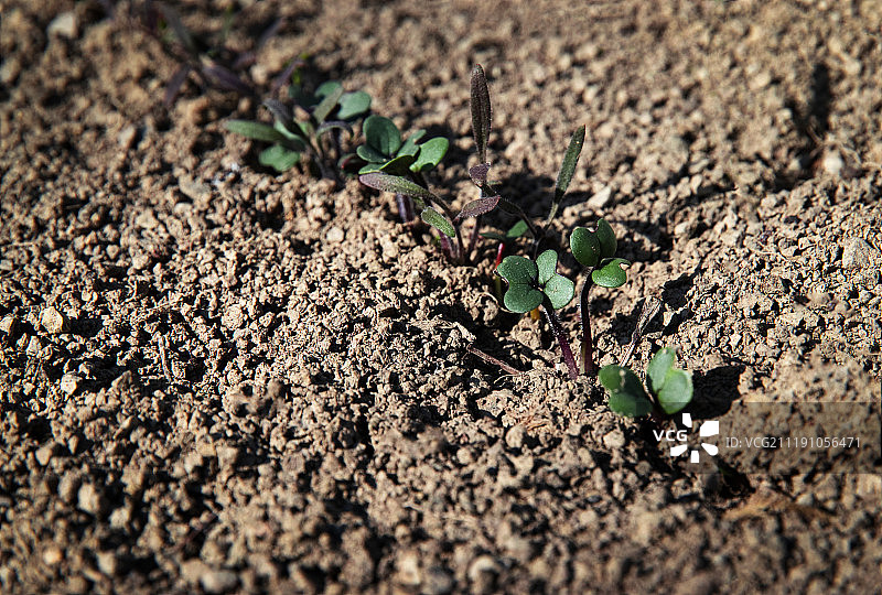 花园中的植物幼苗图片素材