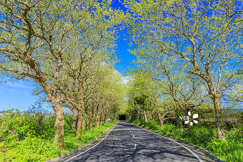 亚速尔群岛公路图片素材