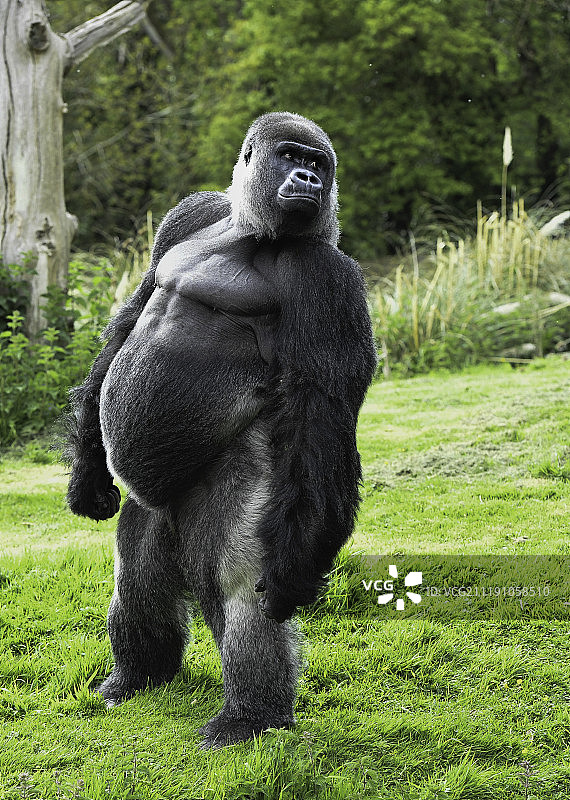 大猩猩系列图片素材