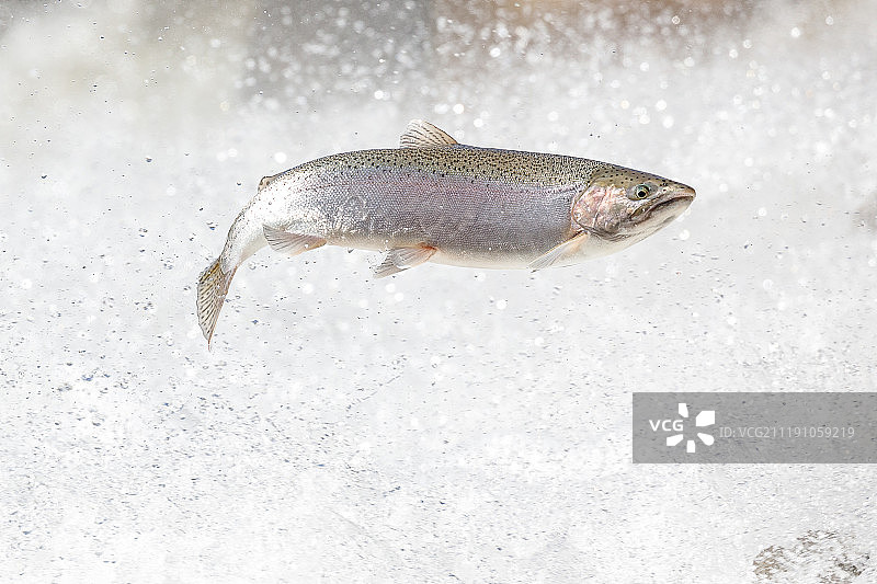 虹鳟鱼图片素材