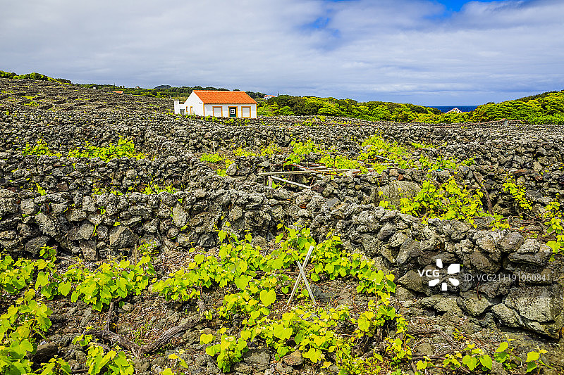 亚速尔群岛特塞拉岛比斯科伊托斯酒庄图片素材
