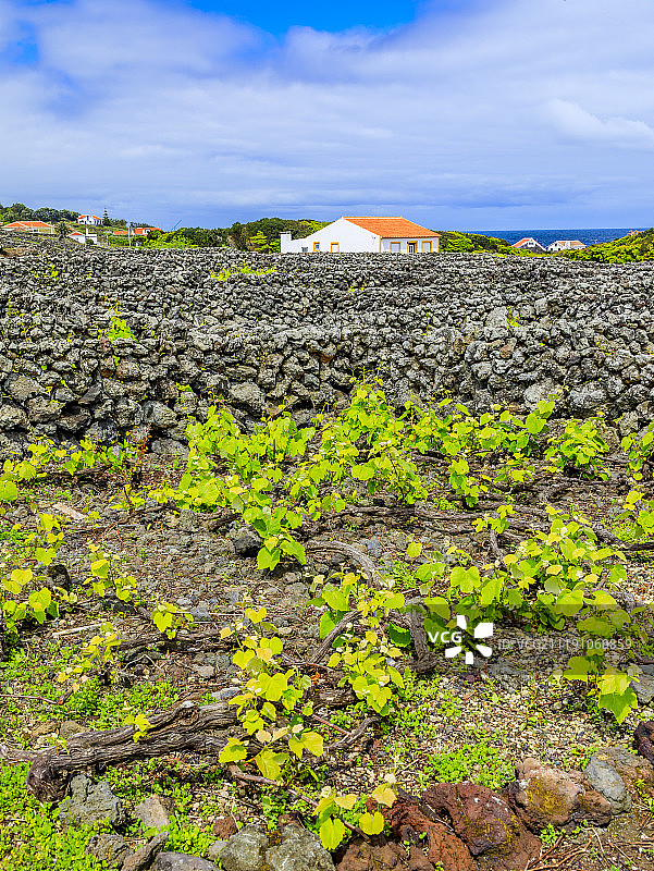 亚速尔群岛特塞拉岛比斯科伊托斯酒庄图片素材