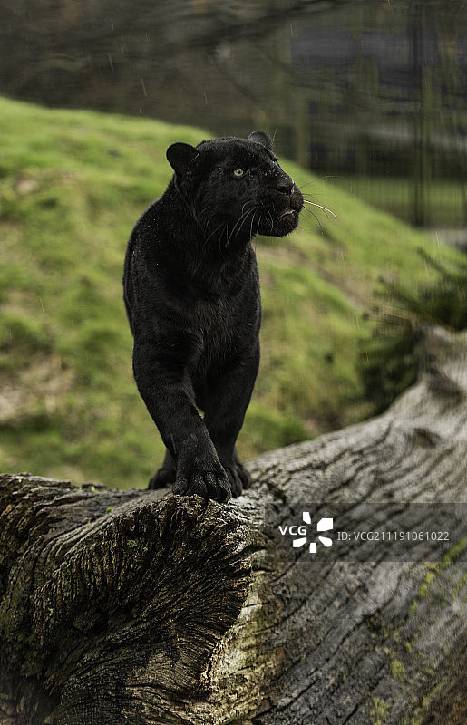 黑豹系列图片素材