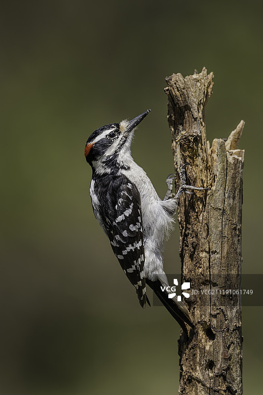 啄木鸟特写图片素材