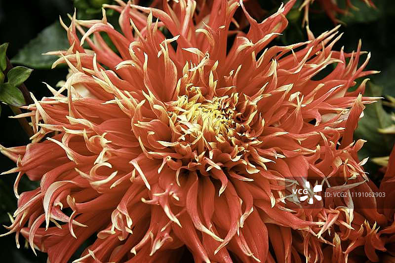 布查特花园里绚丽的红色大丽花图片素材