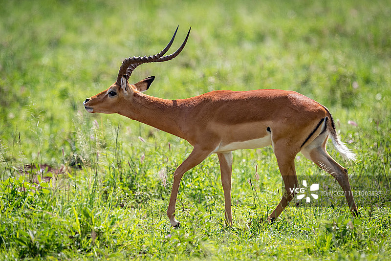 黑斑羚特写图片素材