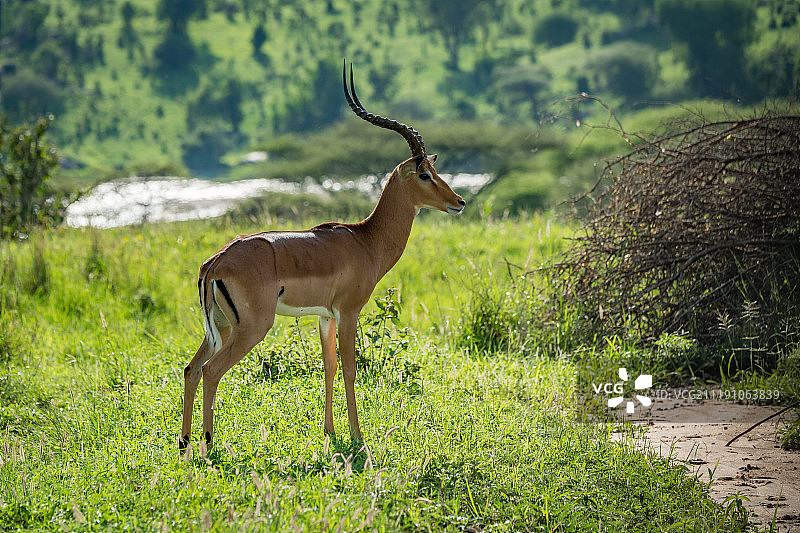 河边雄性黑斑羚侧身站立图片素材