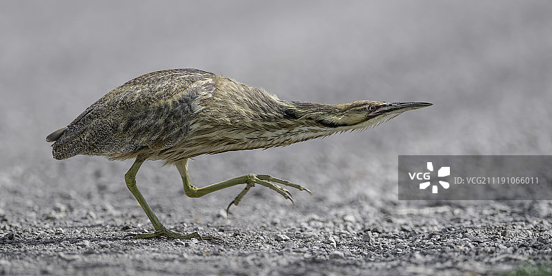 鹭鸶过路图片素材